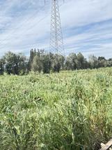 Monastir azienda agricola Uliveto in Vendita