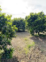 Monastir azienda agricola in produzione in Vendita